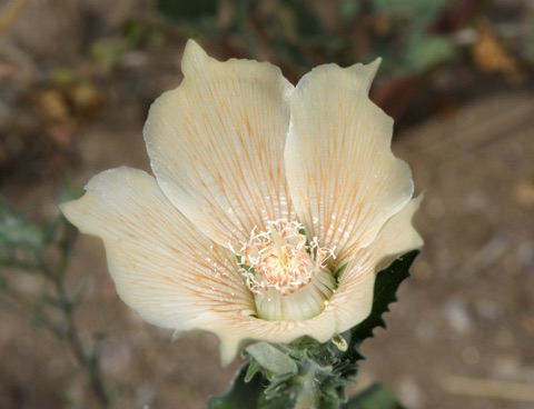 Sand Blazing Star • Mentzelia involucrata Sand Blazing Star • Mentzelia involucrata